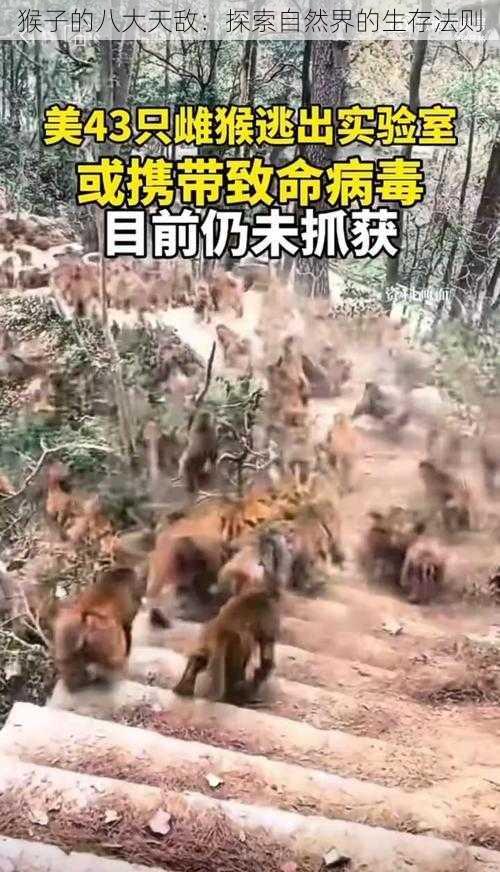 猴子的八大天敌：探索自然界的生存法则